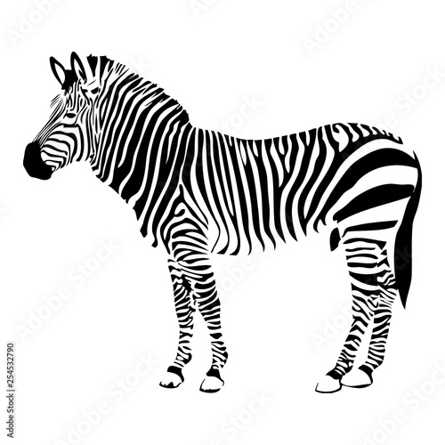 Zebra silhouette vector illustration