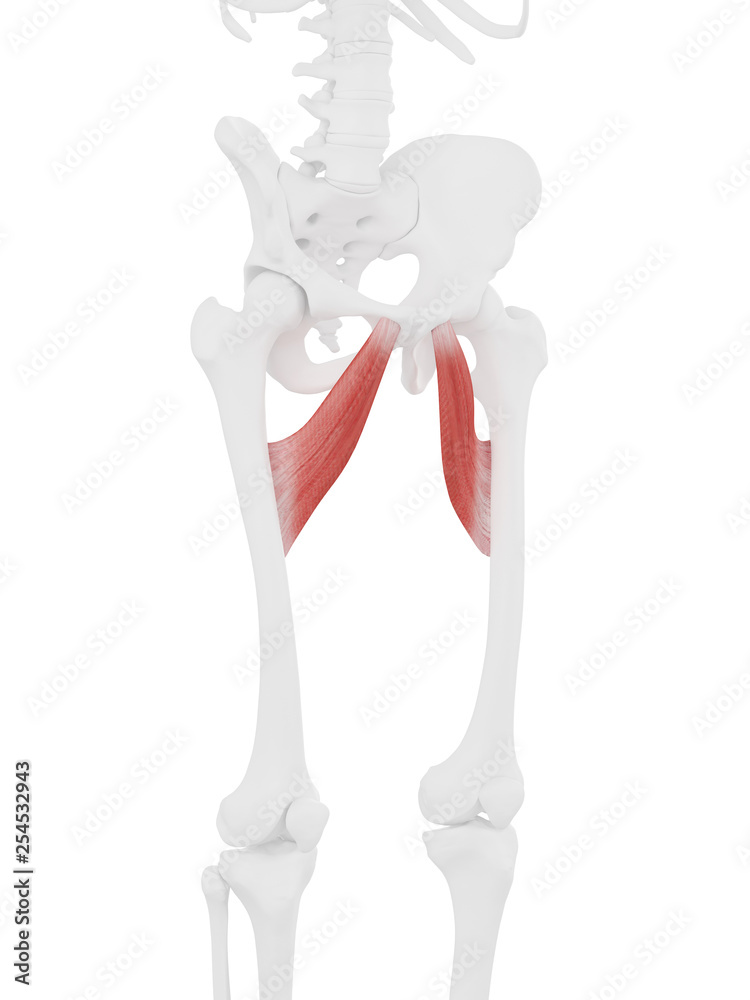 3d rendered medically accurate illustration of the Adductor Brevis 3d rendered medically accurate illustration of the Adductor Brevis