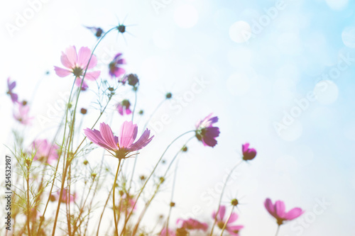 Pink wild flowers (Cosmos) on background of blue sky, bottom view, toned. Flower background, soft focus