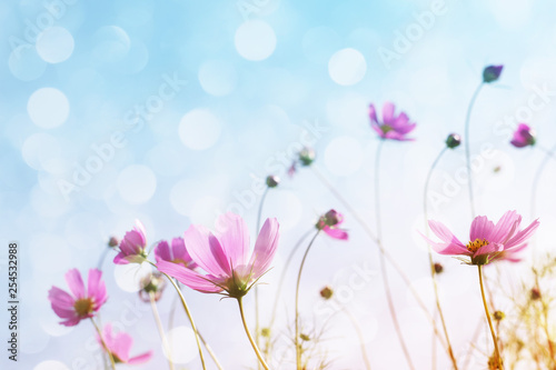 Pink wild flowers (Cosmos) on background of blue sky, bottom view, toned. Flower background, soft focus