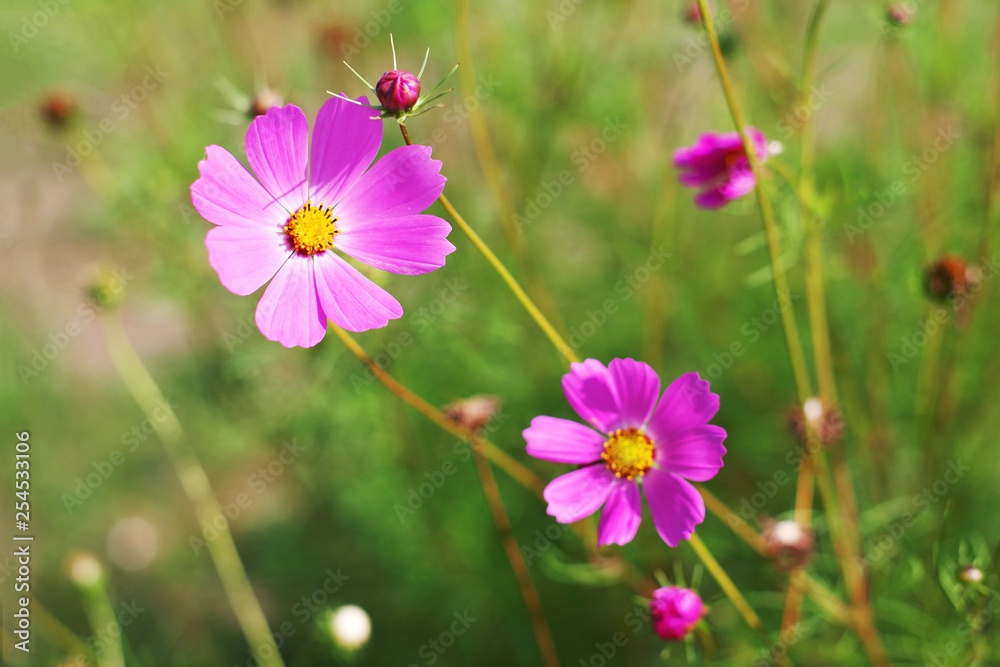 Pink wild flowers (Cosmos). Flower background, soft focus Pink wild flowers (Cosmos). Flower background, soft focus