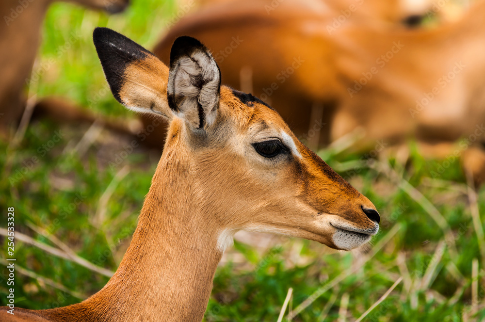 Antelopes in Africa