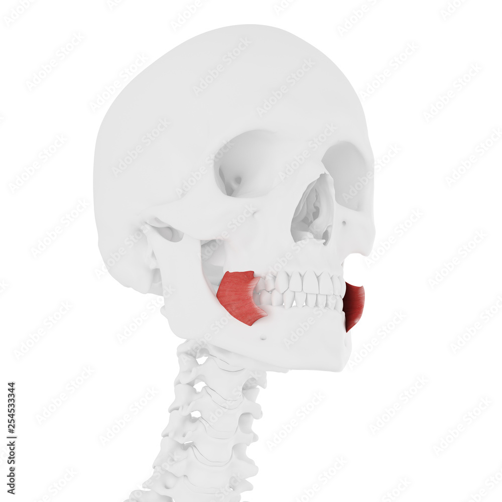 3d rendered medically accurate illustration of the Buccinator 3d rendered medically accurate illustration of the Buccinator