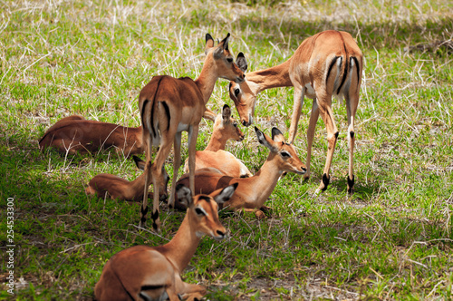 Antelopes in Africa