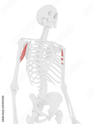 3d rendered medically accurate illustration of the Coracobrachialis