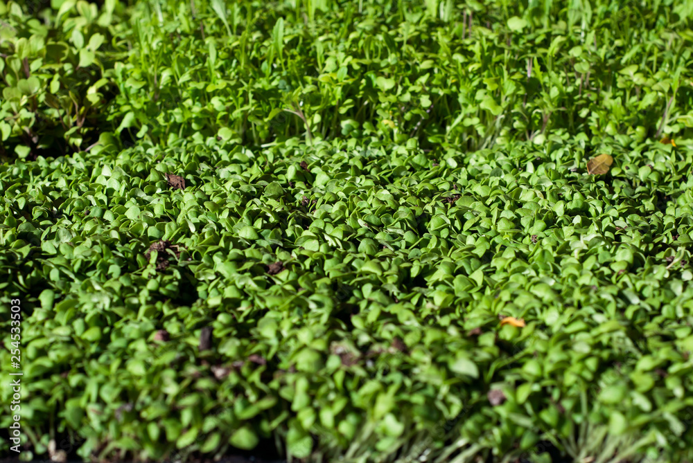 Microgreens Microgreens