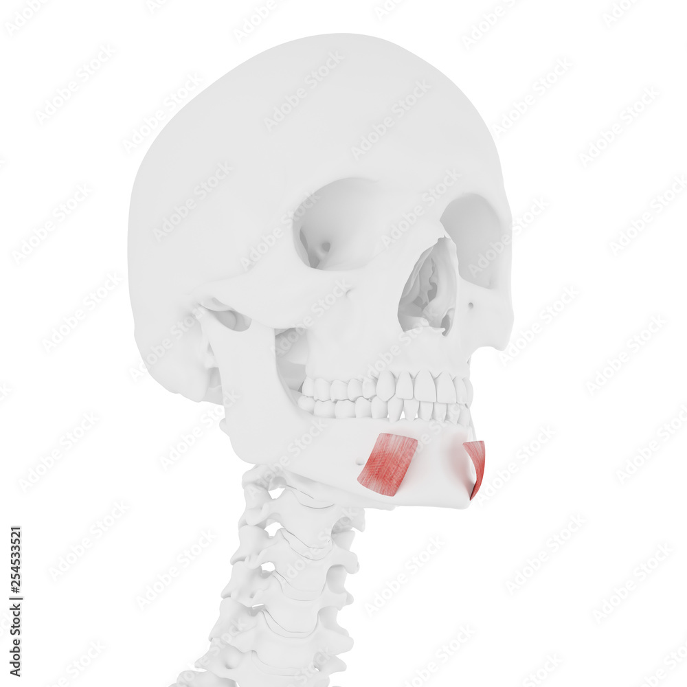 3d rendered medically accurate illustration of the Depressor Labii Inferioris 3d rendered medically accurate illustration of the Depressor Labii Inferioris