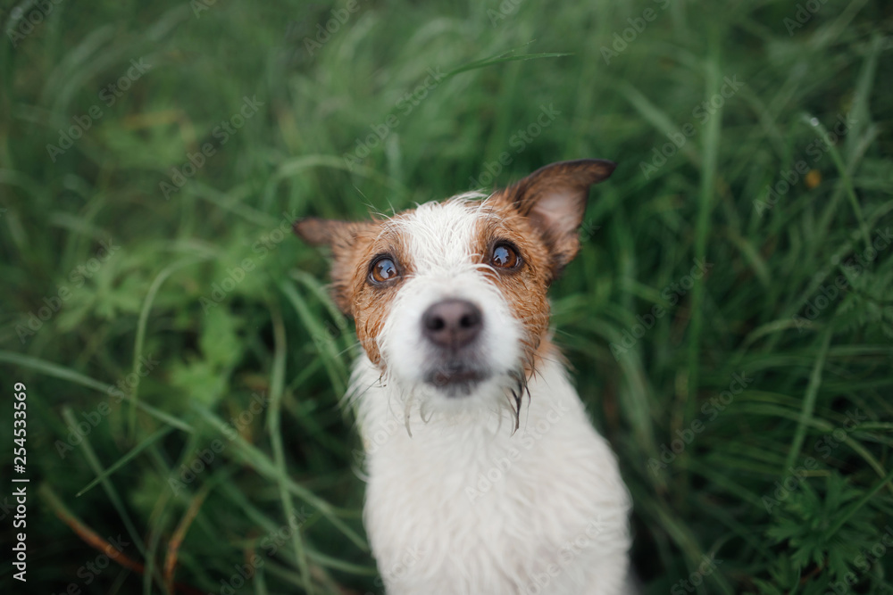 dog in the grass, photo pet from above in nature. Cute Jack Russell Terrier dog in the grass, photo pet from above in nature. Cute Jack Russell Terrier