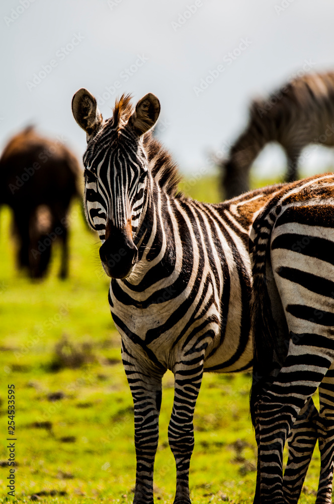 Naklejka premium zrelaksowane zebry