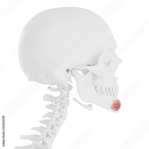 3d rendered medically accurate illustration of the Depressor Labii Inferioris photo