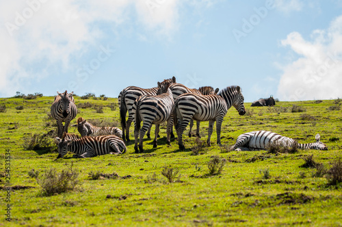 relaxed zebras