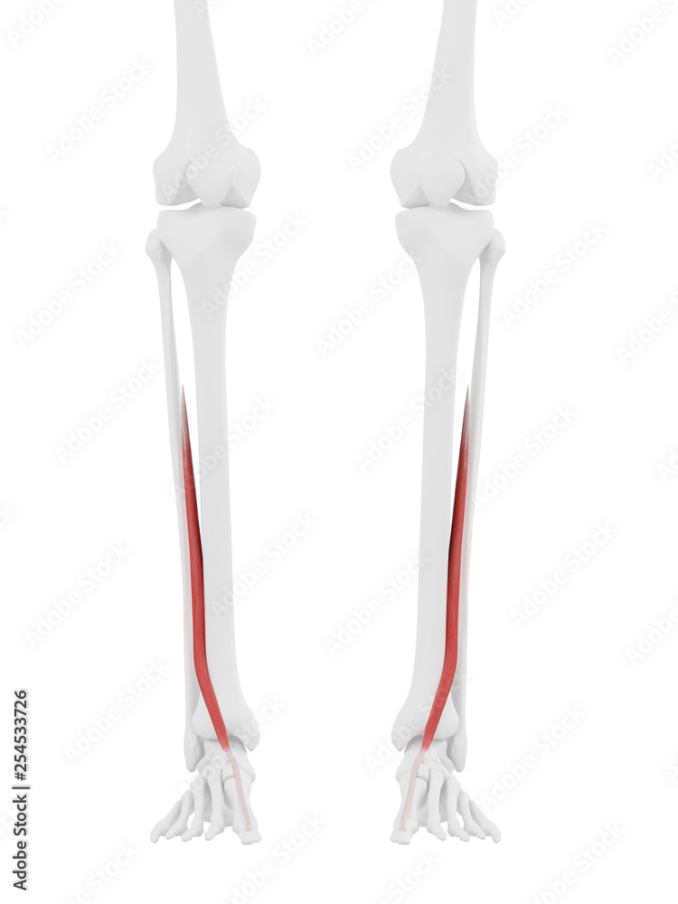 3d rendered medically accurate illustration of the Extensor Hallucis Longus