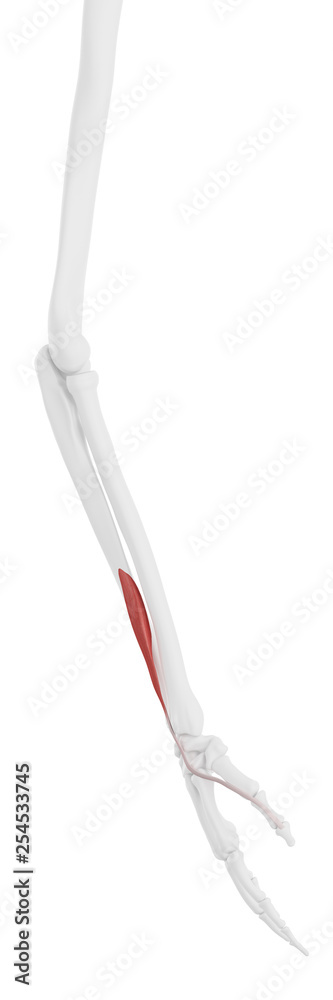 3d rendered medically accurate illustration of the Pollicis Longus 3d rendered medically accurate illustration of the Pollicis Longus