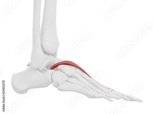 3d rendered medically accurate illustration of the Extensor Hallucis Brevis