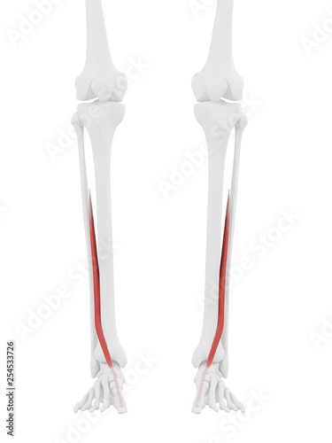 3d rendered medically accurate illustration of the Extensor Hallucis Longus