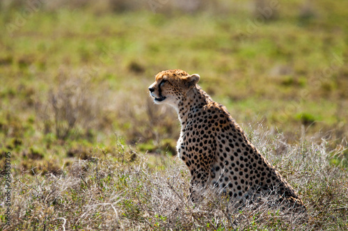 cheetah is hunting
