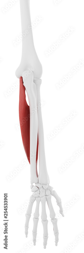 3d rendered medically accurate illustration of the Flexor Digitorum Superficialis 3d rendered medically accurate illustration of the Flexor Digitorum Superficialis