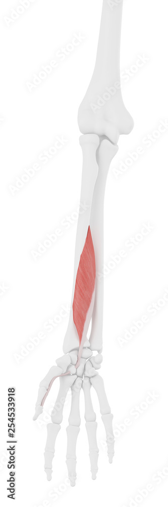 3d rendered medically accurate illustration of the Flexor Pollicis Longus