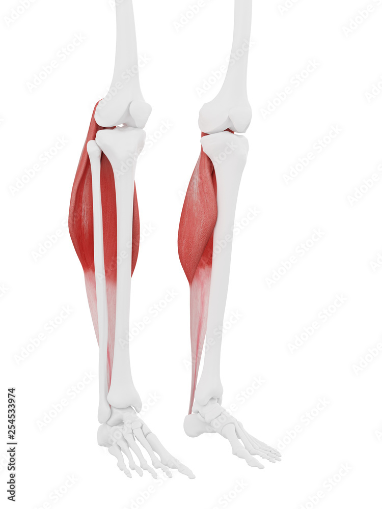 3d rendered medically accurate illustration of the Gastrocnemius 3d rendered medically accurate illustration of the Gastrocnemius