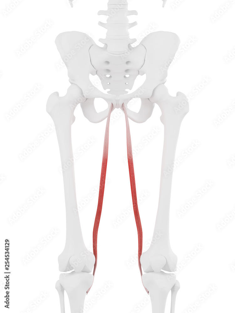 3d rendered medically accurate illustration of the Gracilis 3d rendered medically accurate illustration of the Gracilis