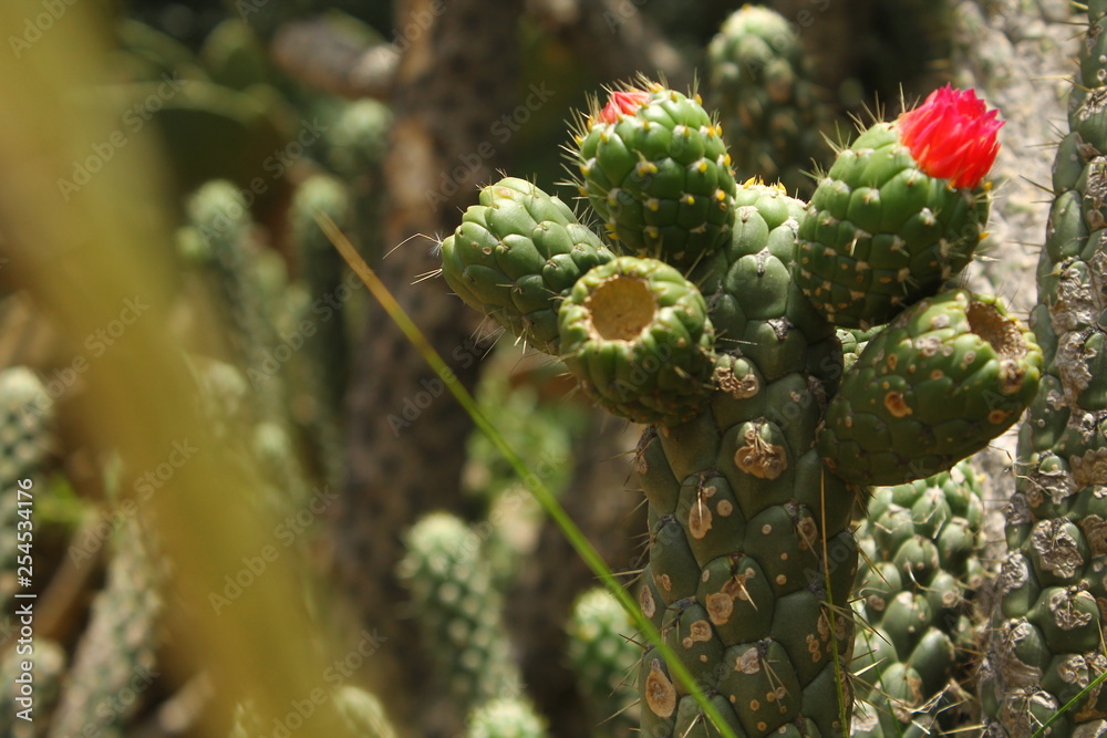 FLOREN CACTUS FLOREN CACTUS