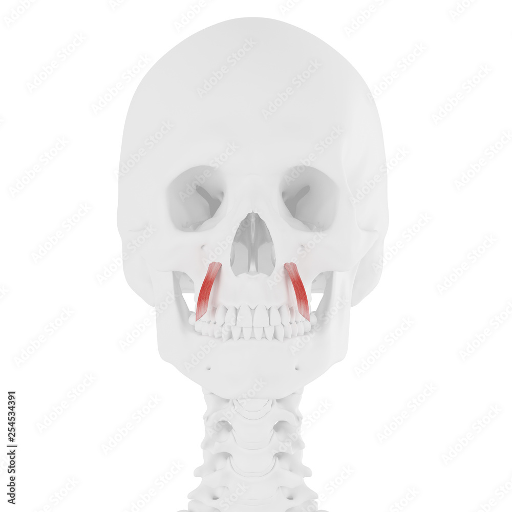 Obraz premium 3d rendered medically accurate illustration of the Levator Anguli Oris