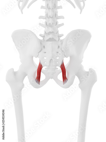 3d rendered medically accurate illustration of the Sacrotuberous Ligament