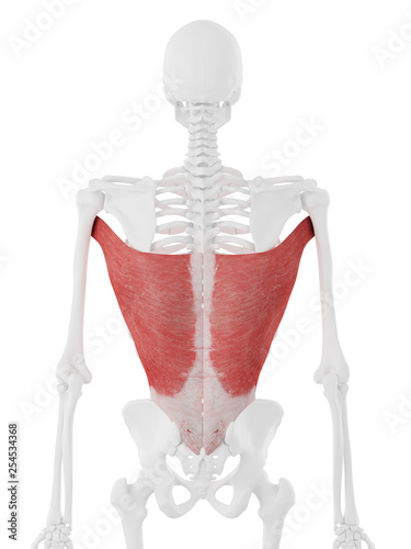 3d rendered medically accurate illustration of the Latissimus Dorsi