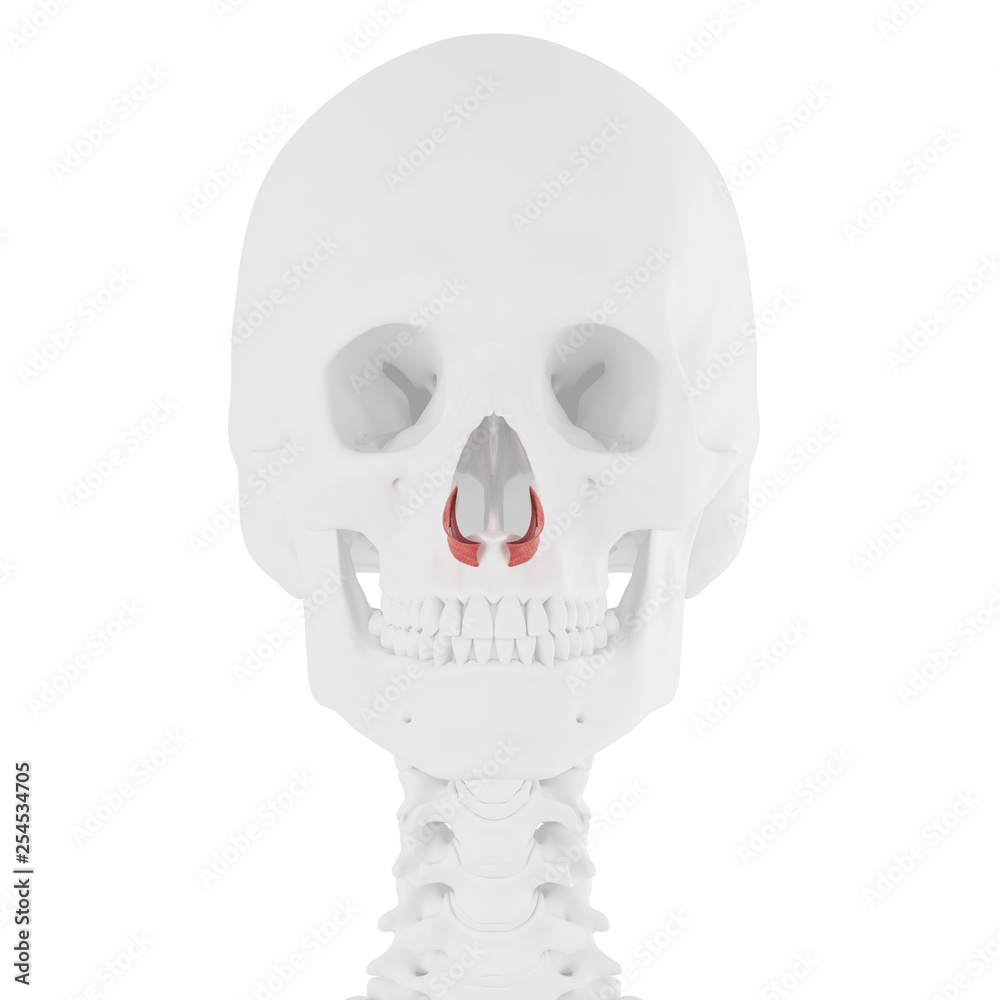 Fototapeta premium 3d rendered medically accurate illustration of the Nasalis Alar