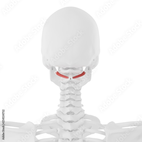 3d rendered medically accurate illustration of the Obliquus Inferior Capitis