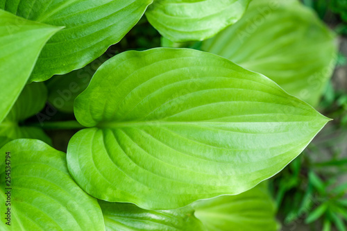 Creative layout made of tropical leaves.