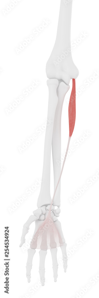 3d rendered medically accurate illustration of the Palmaris Longus 3d rendered medically accurate illustration of the Palmaris Longus