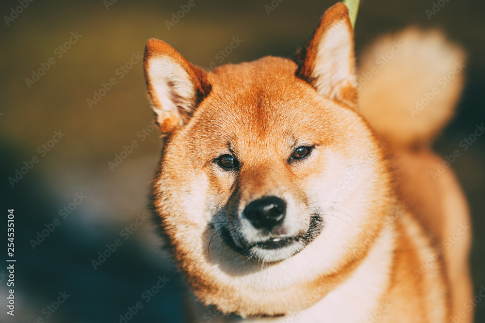 Close Up Head Snout Of Beautiful Young Red Shiba Inu Dog Outdoor