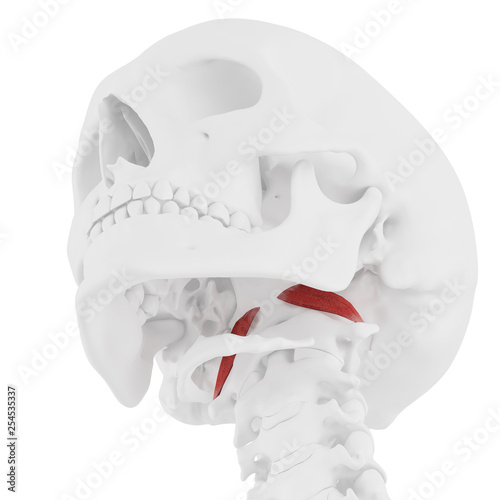 Foto 3d rendered medically accurate illustration of the Rectus Capitis Anterior