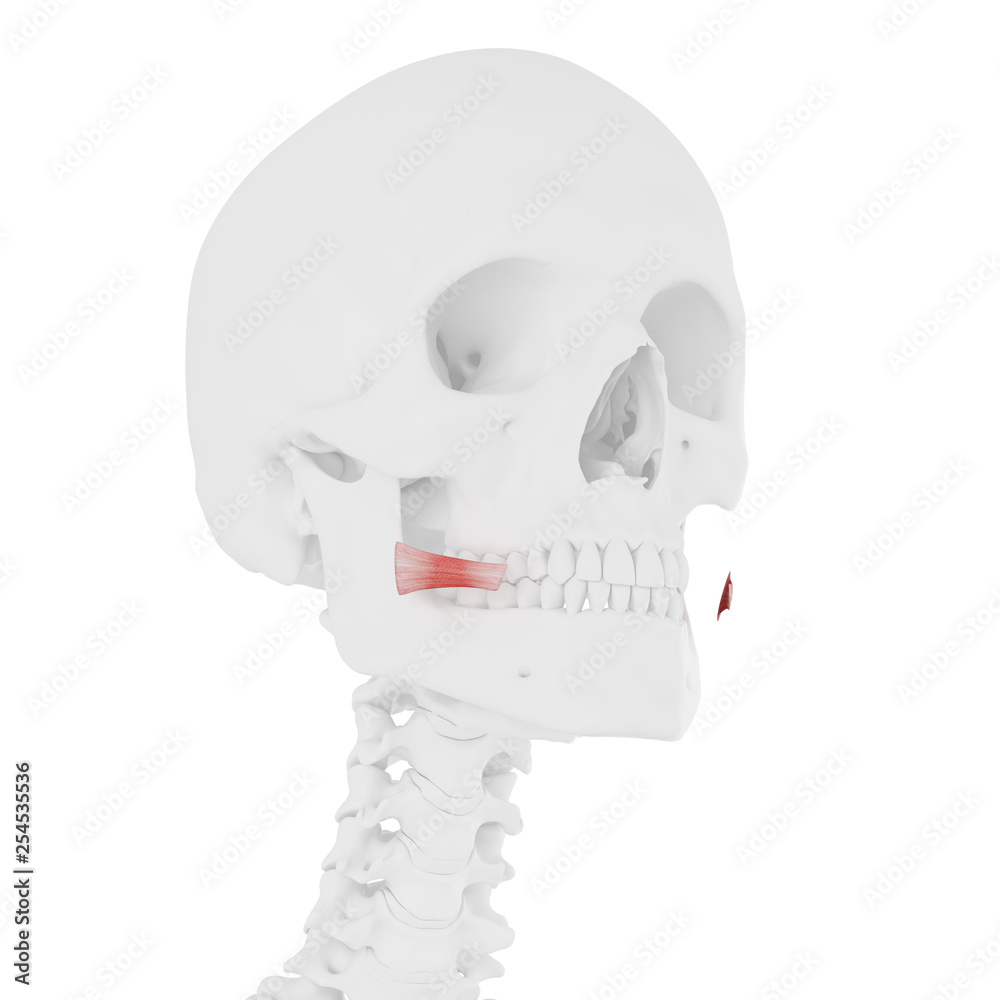Obraz premium 3d rendered medically accurate illustration of the Risorius