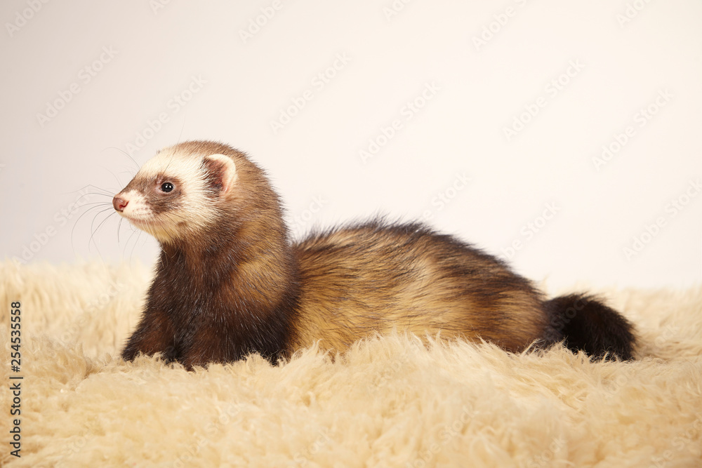 Standard color ferret female posing in studio