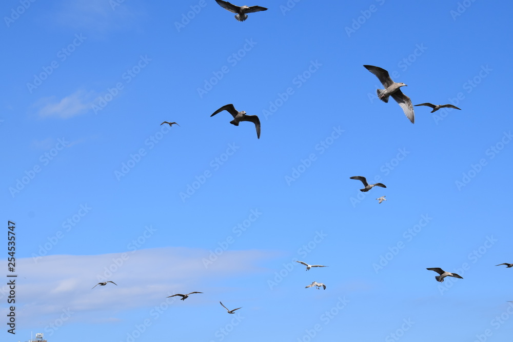 Flock of Sea Gulls