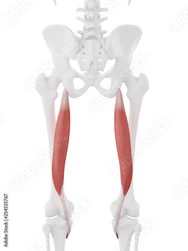 3d rendered medically accurate illustration of the Semitendinosus