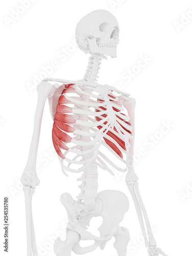 3d rendered medically accurate illustration of the Serratus Anterior