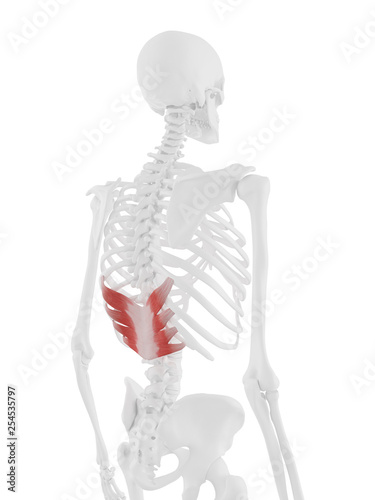 3d rendered medically accurate illustration of the Serratus Posterior Inferior