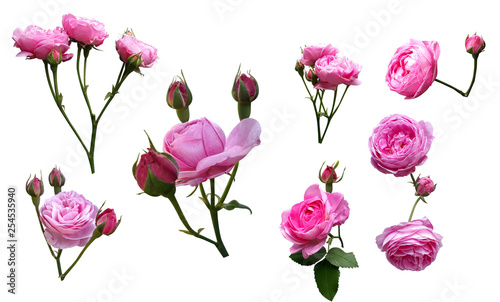 Fototapeta Naklejka Na Ścianę i Meble -  gałązki kwitnącej róży