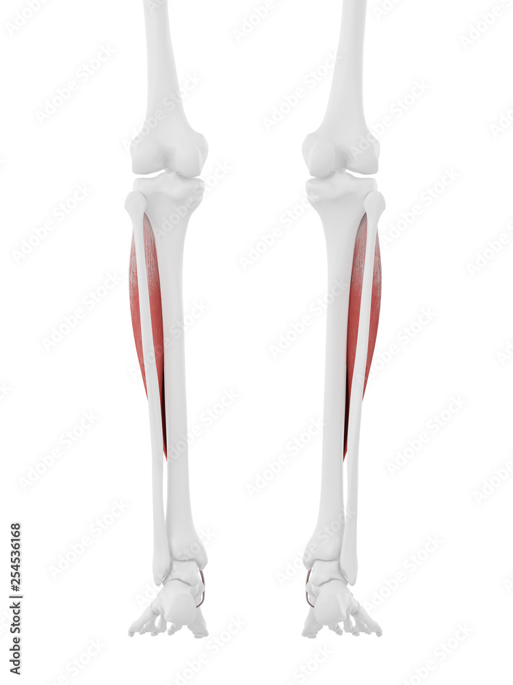 3d rendered medically accurate illustration of the Tibialis Anterior