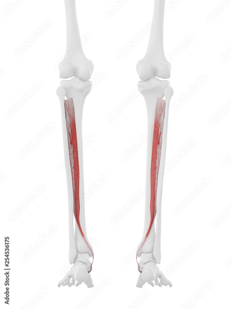 3d rendered medically accurate illustration of the Tibialis Posterior 3d rendered medically accurate illustration of the Tibialis Posterior