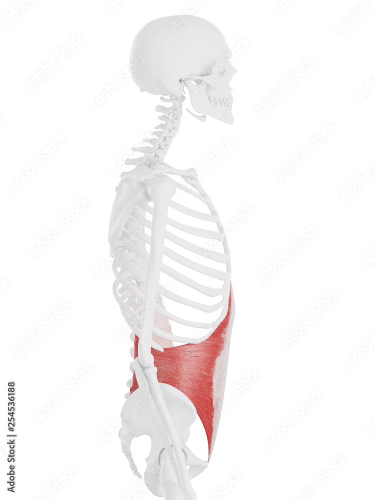 3d rendered medically accurate illustration of the Transversus Abdominis