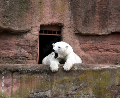 Polar bear in Nuremberg zoo (Ursus maritimus) photo