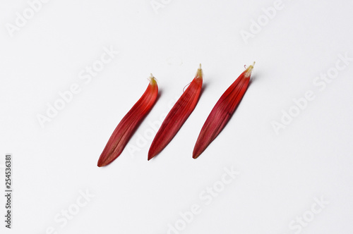 Beautiful red flower petals isolated on white background