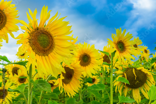 Field of  bright yellow sunflowers and blue sky