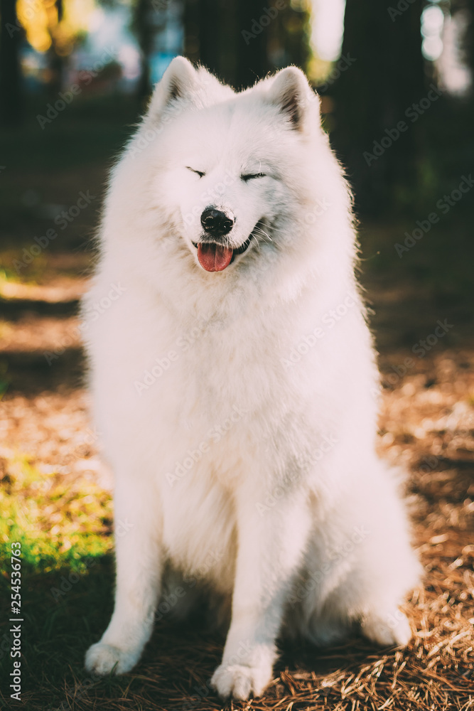 Happy White Samoyed Dog Outdoor in Autumn Forest Happy White Samoyed Dog Outdoor in Autumn Forest