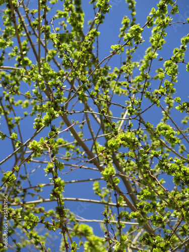 Siberian elm branches photo