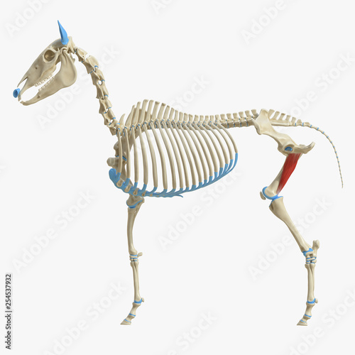 3d rendered medically accurate illustration of the equine muscle anatomy - Adductor photo